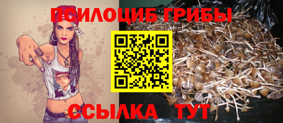 Псилоцибиновые грибы Psilocybe Новоалтайск